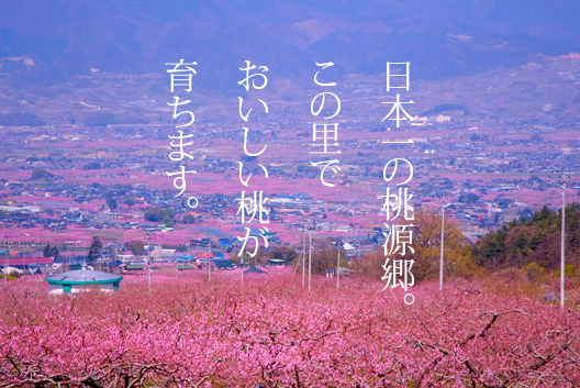 桃の里山梨のピンクに染まる風景