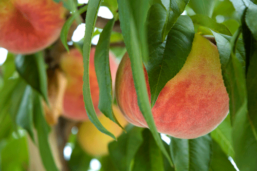 黄金桃の桃畑
